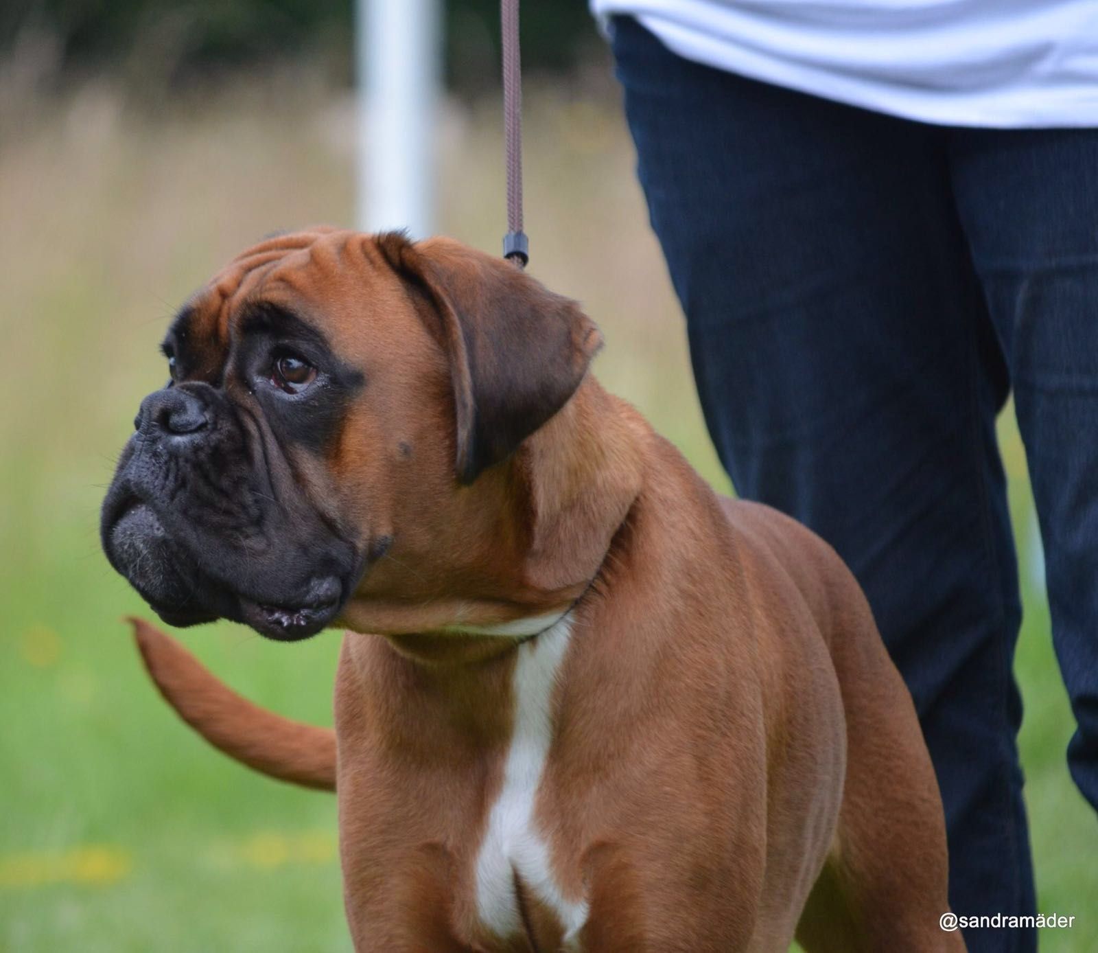 Boxerzucht Shiva`s Castle

