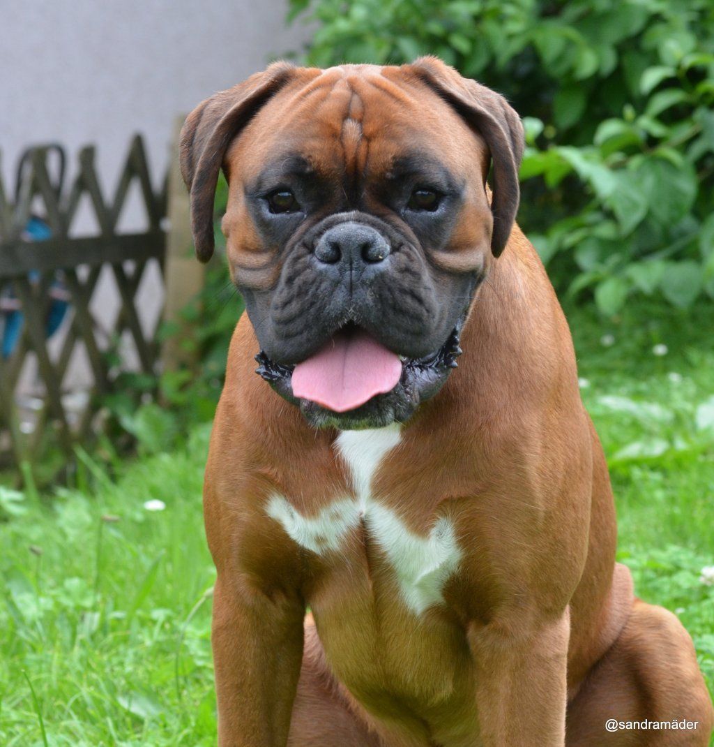 Boxerzucht Shiva`s Castle
