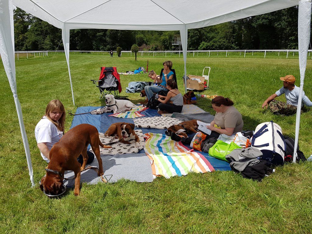 Boxerzucht Shiva`s Castle