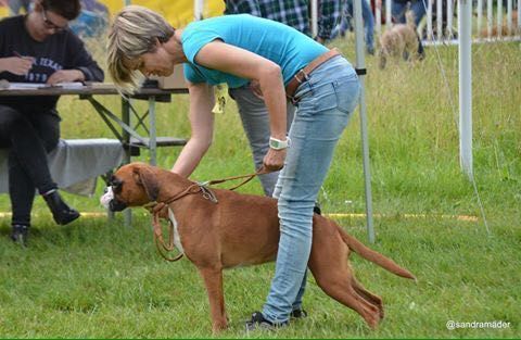 Boxerzucht Shiva`s Castle
