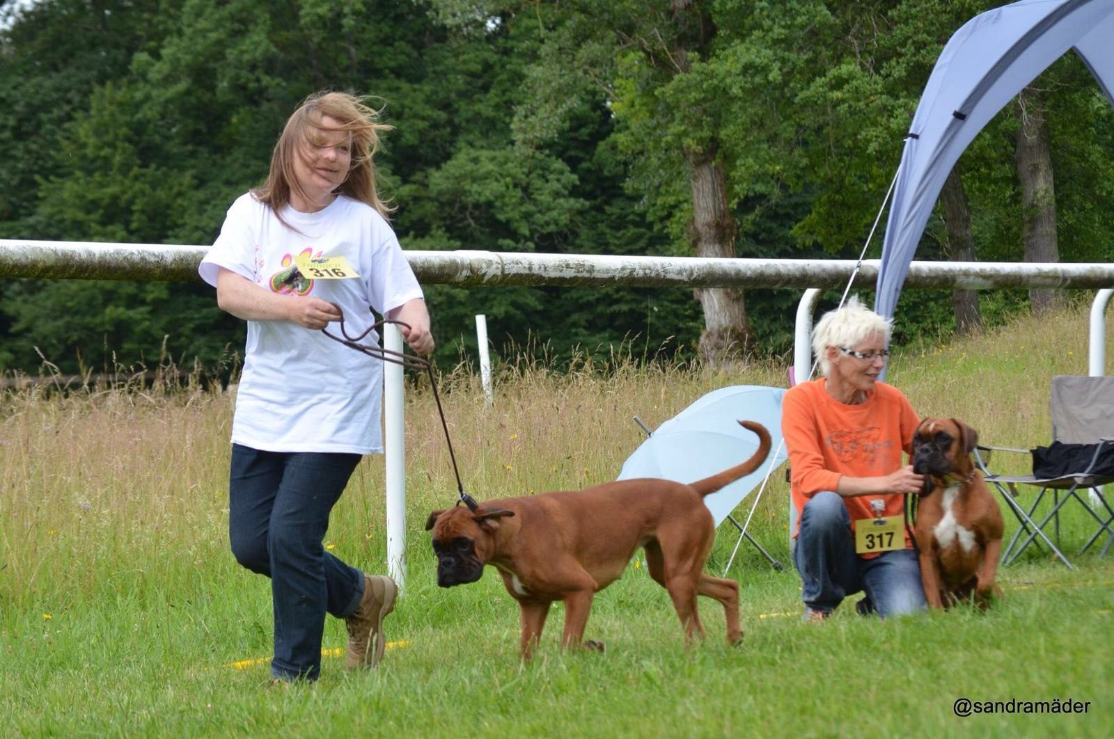 Boxerzucht Shiva`s Castle
