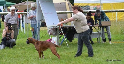 Boxerzucht Shiva`s Castle
