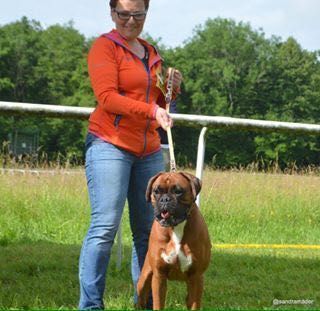 Boxerzucht Shiva`s Castle
