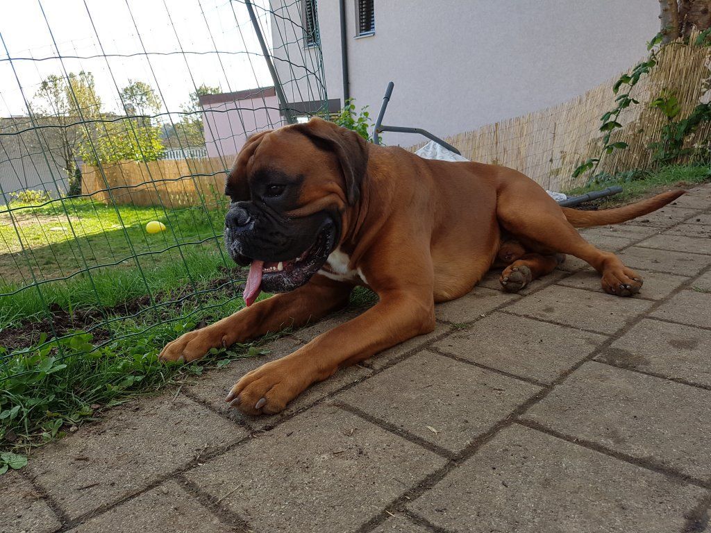 Boxerzucht Shiva`s Castle