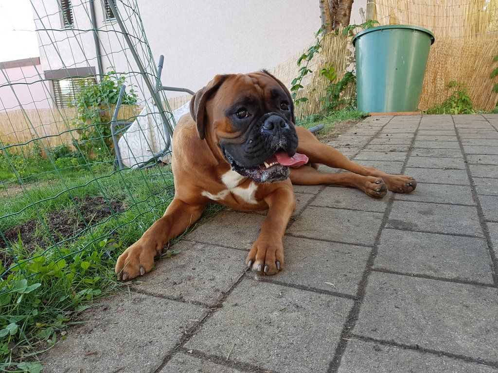 Boxerzucht Shiva`s Castle