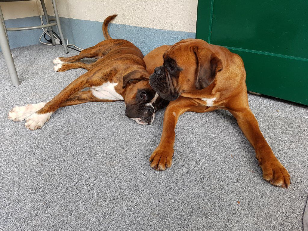 Boxerzucht Shiva`s Castle