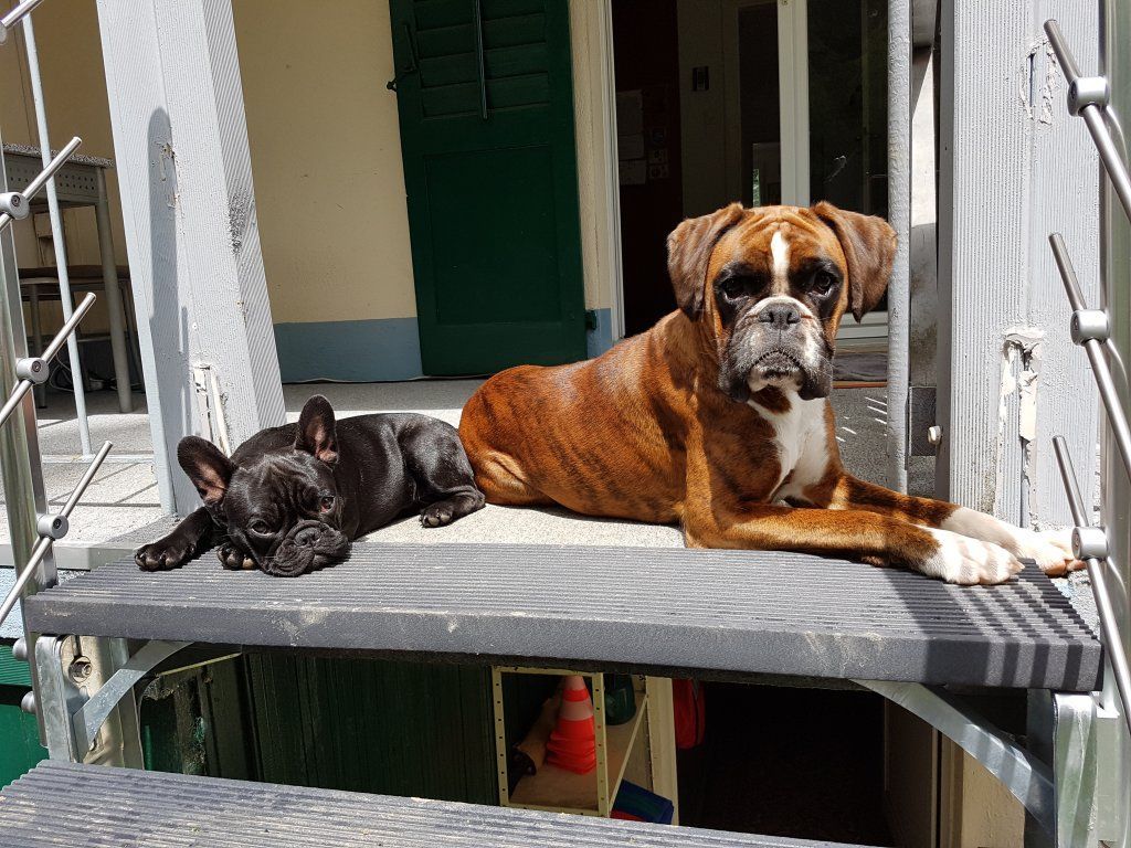 Boxerzucht Shiva`s Castle