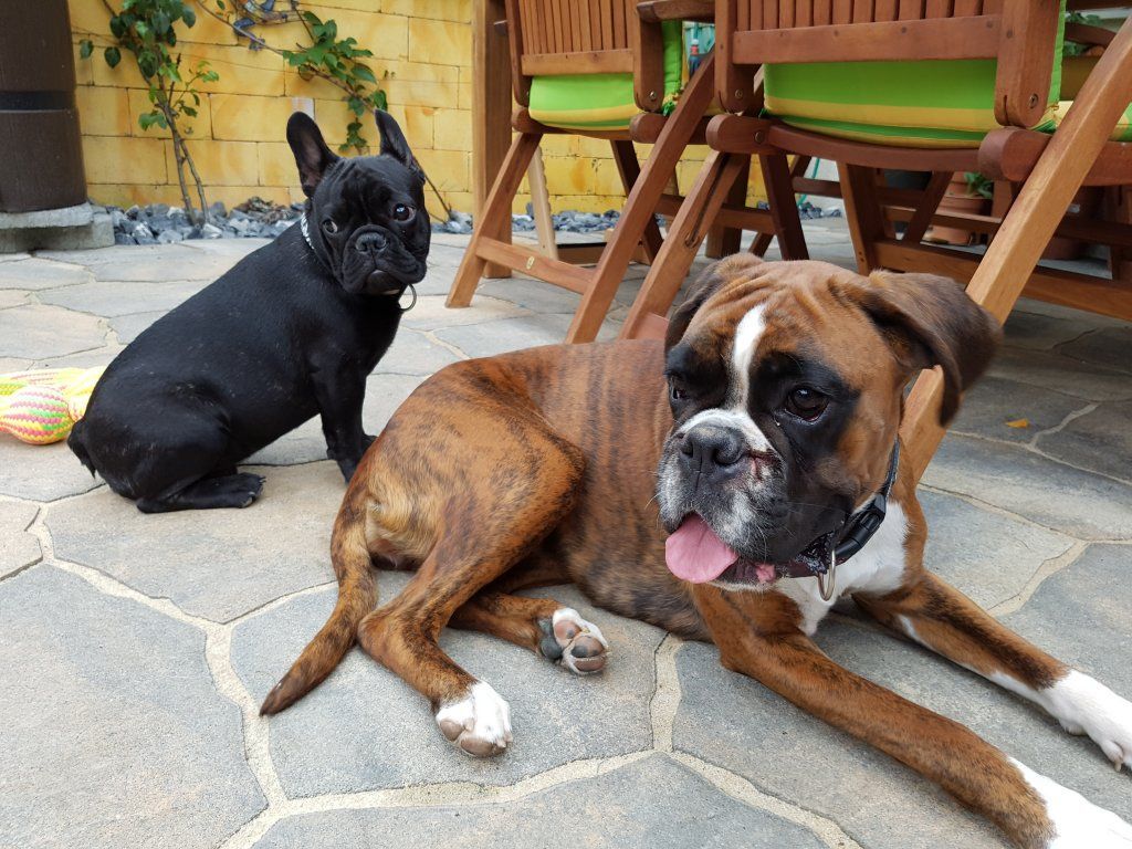 Boxerzucht Shiva`s Castle