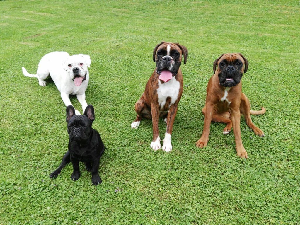 Boxerzucht Shiva`s Castle