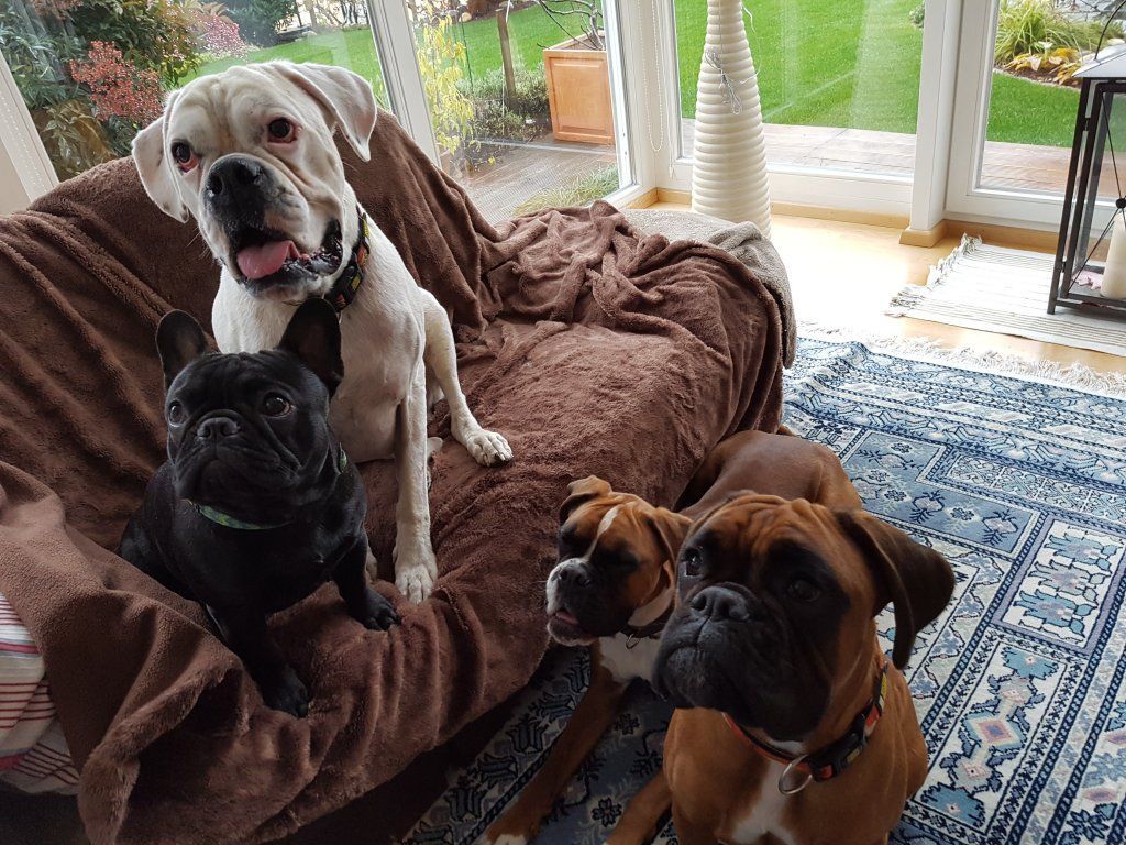 Boxerzucht Shiva`s Castle