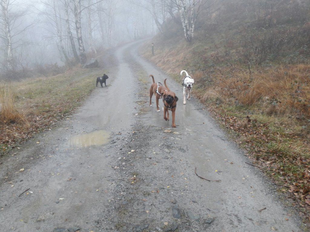 Boxerzucht Shiva`s Castle