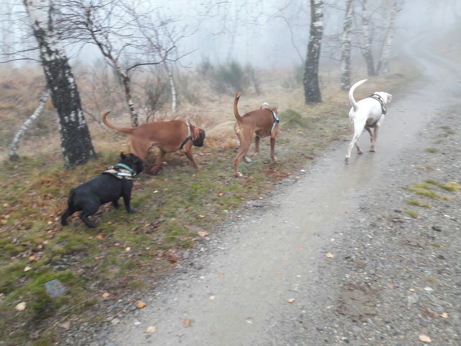 Boxerzucht Shiva`s Castle