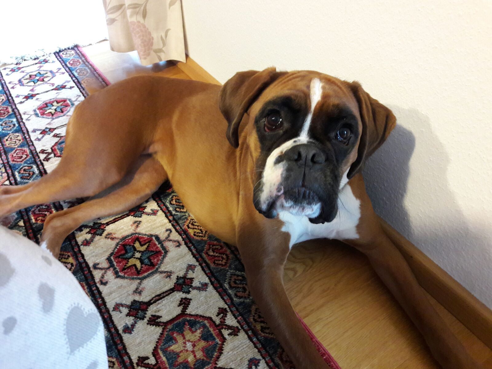 Boxerzucht Shiva`s Castle