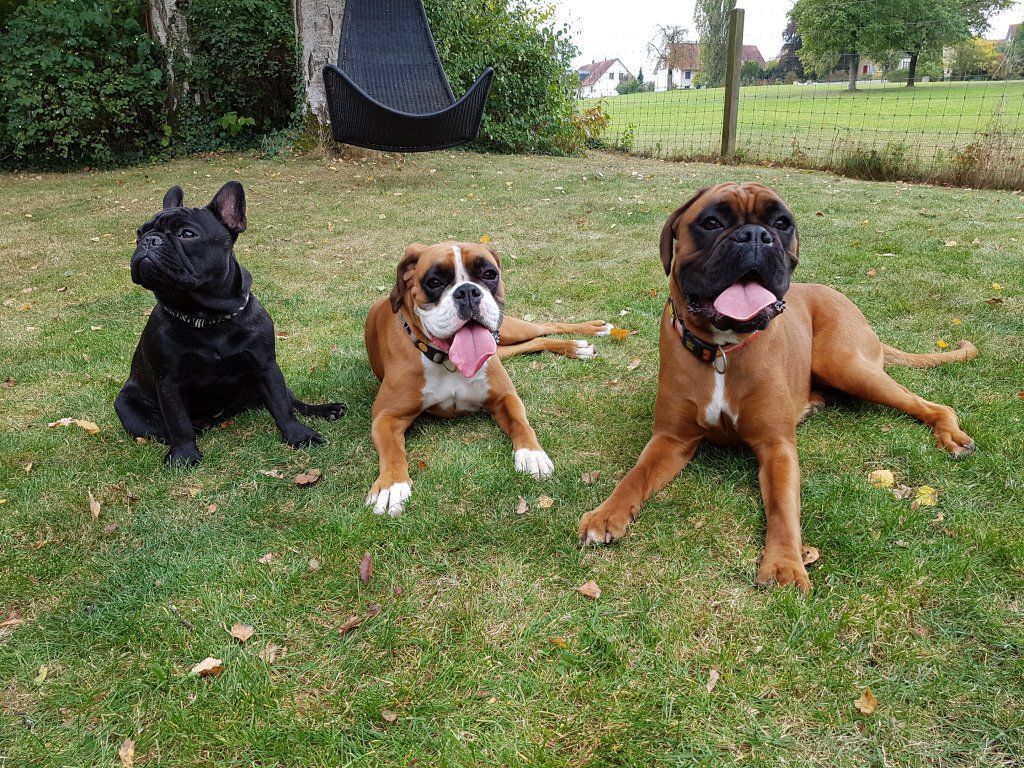 Boxerzucht Shiva`s Castle