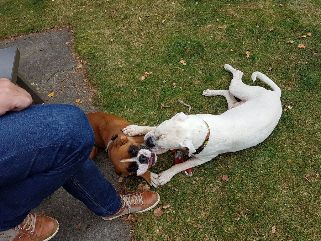 Boxerzucht Shiva`s Castle