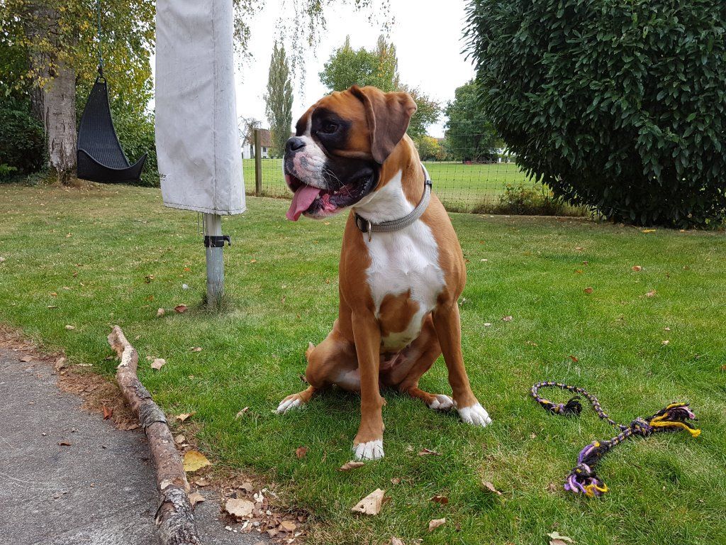 Boxerzucht Shiva`s Castle