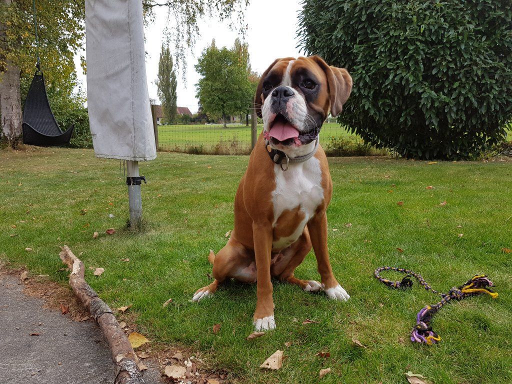 Boxerzucht Shiva`s Castle