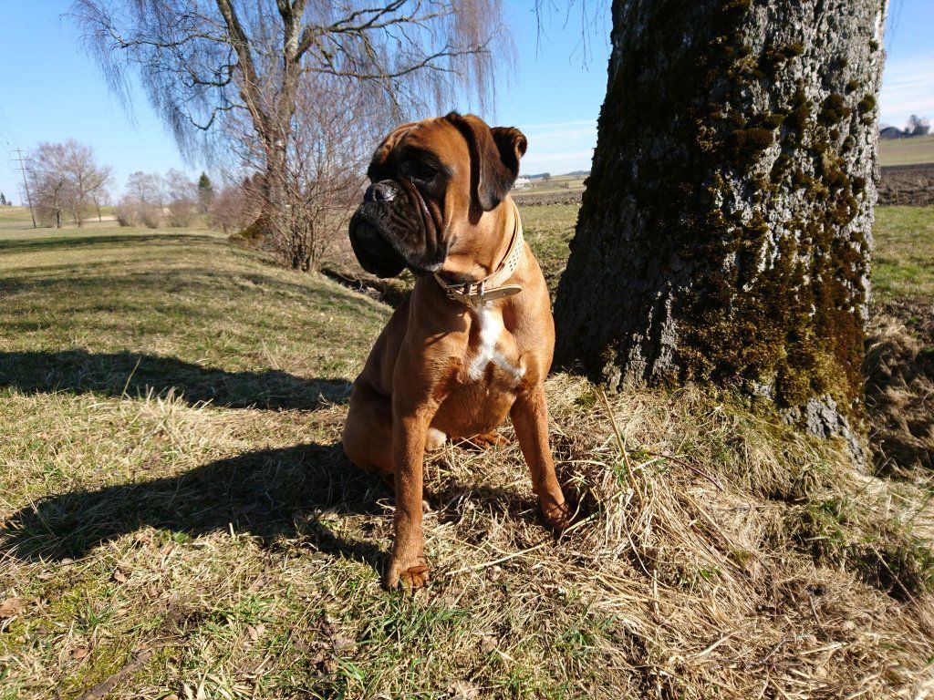 Boxerzucht Shiva`s Castle