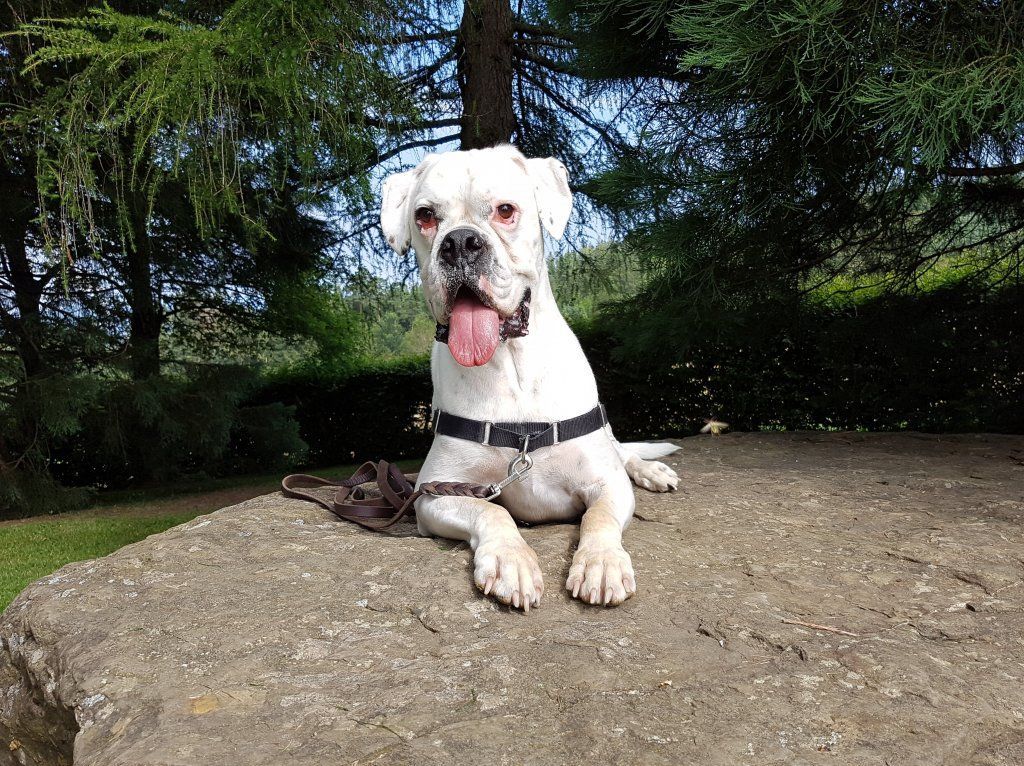 Boxerzucht Shiva`s Castle