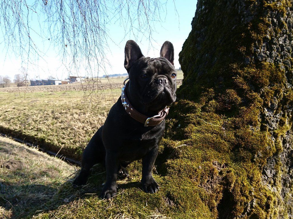 Boxerzucht Shiva`s Castle