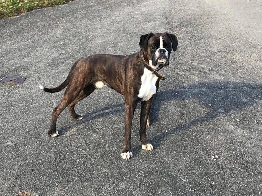 Boxerzucht Shiva`s Castle