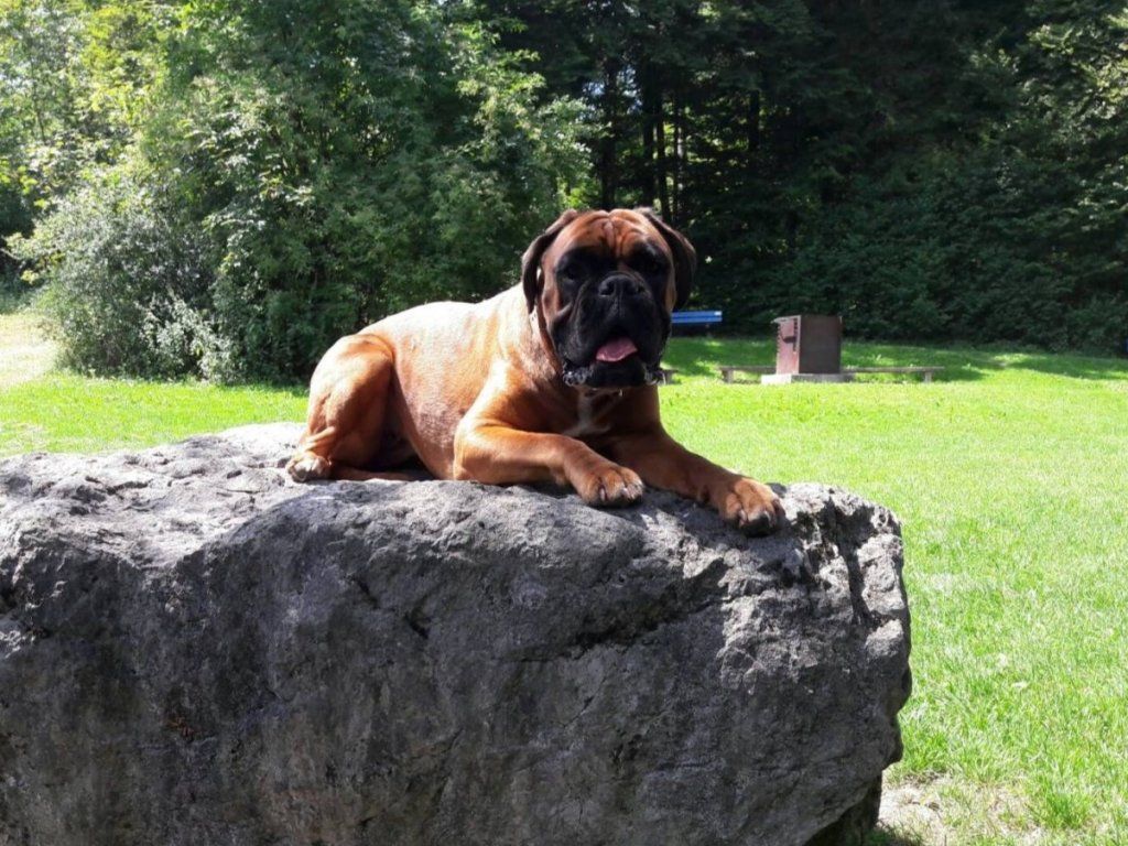 Boxerzucht Shiva`s Castle