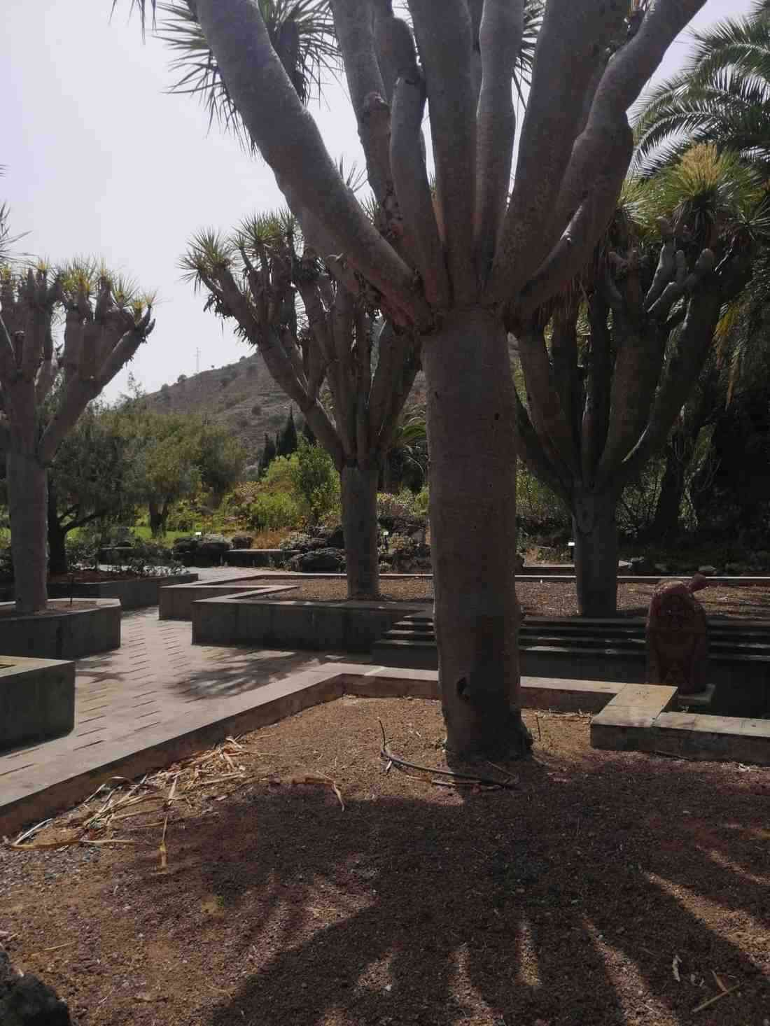 Un grupo de dragos con troncos gruesos y ramificados se alzan en un jardín paisajístico con jardineras de piedra elevadas.