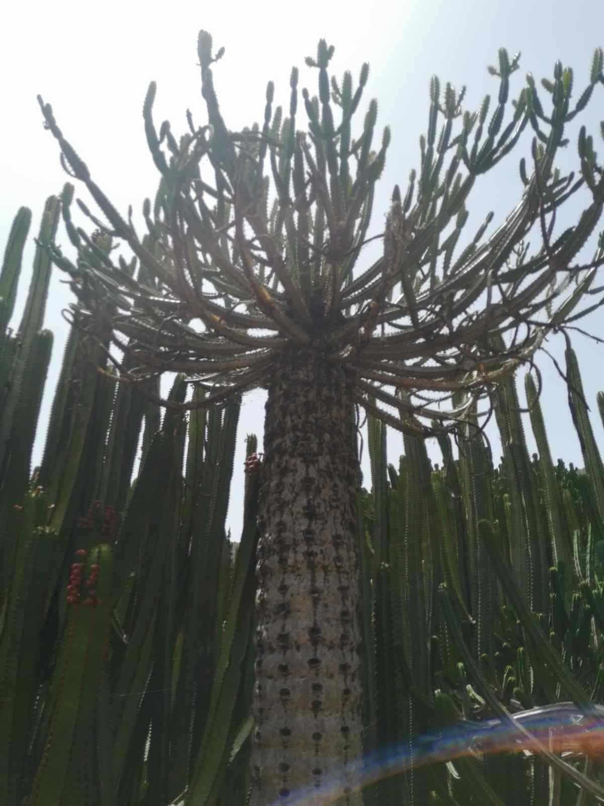 Un cactus alto y de textura rugosa, con una amplia copa de ramas, rodeado por un grupo de cactus altos.