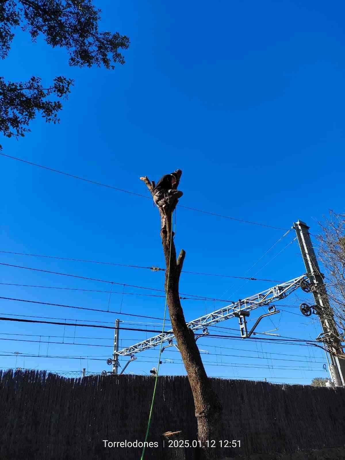 Un pájaro se posa sobre el tronco truncado de un árbol, con un cielo azul brillante de fondo.