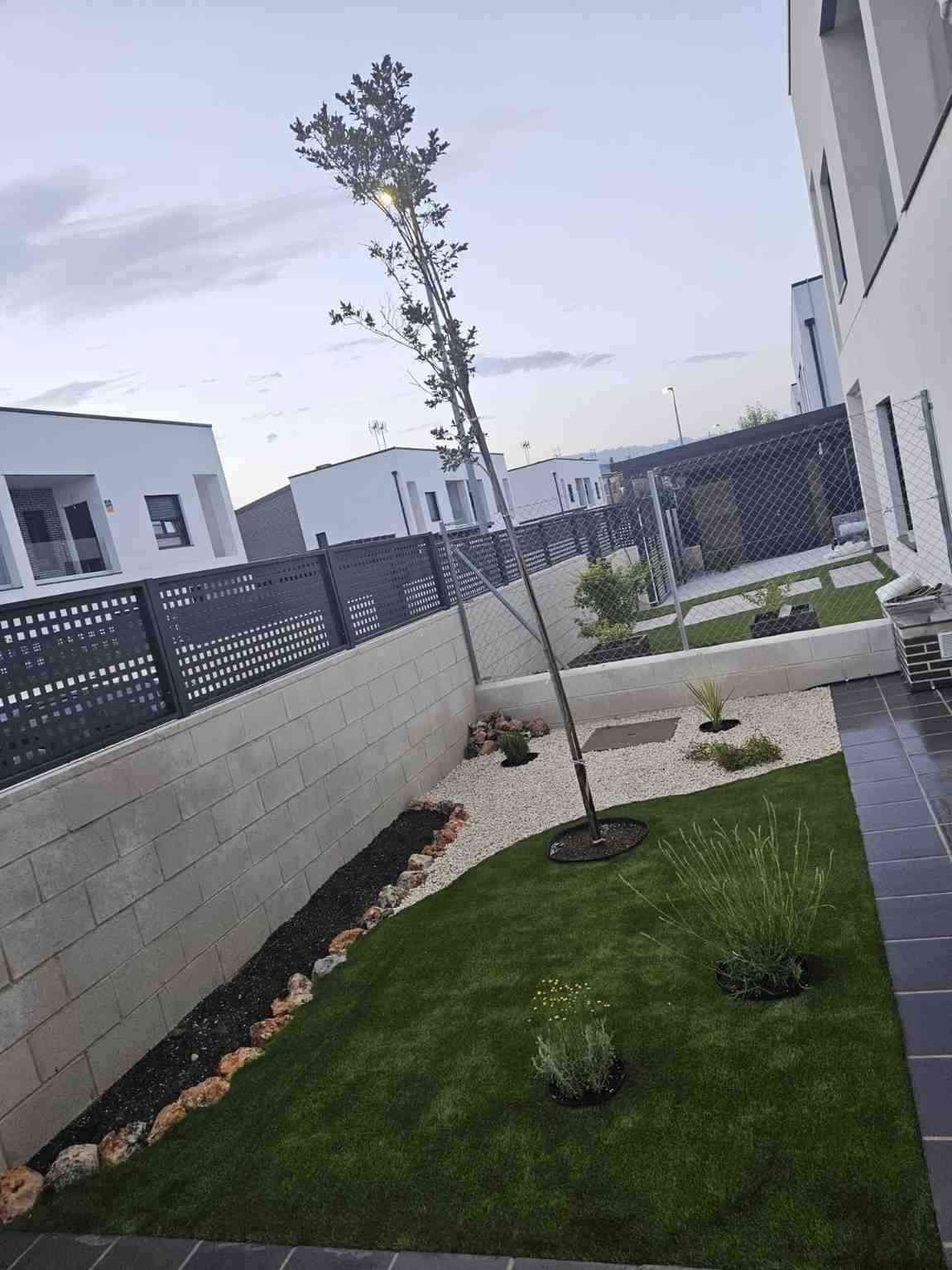 Un pequeño jardín con un árbol alto y esbelto, césped verde, zonas de grava clara.