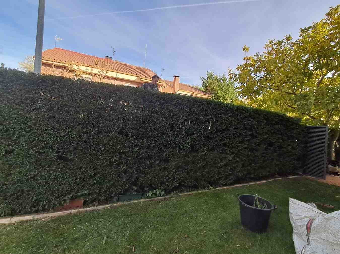 Un seto alto y bien cuidado, de color verde intenso, se alza en un soleado patio trasero, con una casa visible al fondo.