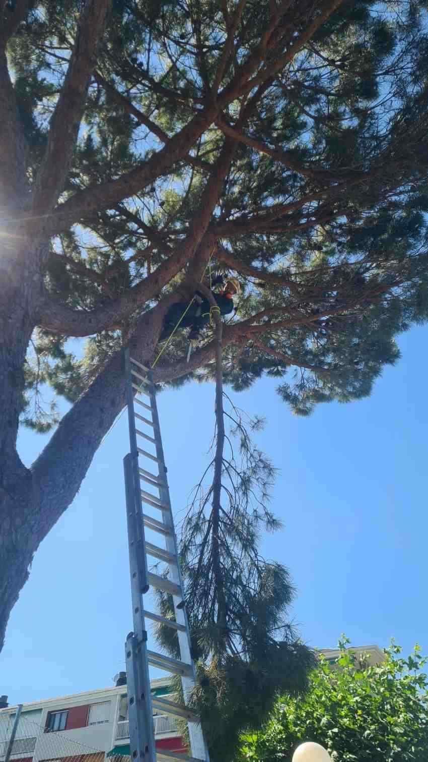 Una persona, subida a una escalera extensible en un pino, poda una rama grande que cuelga hacia el suelo.
