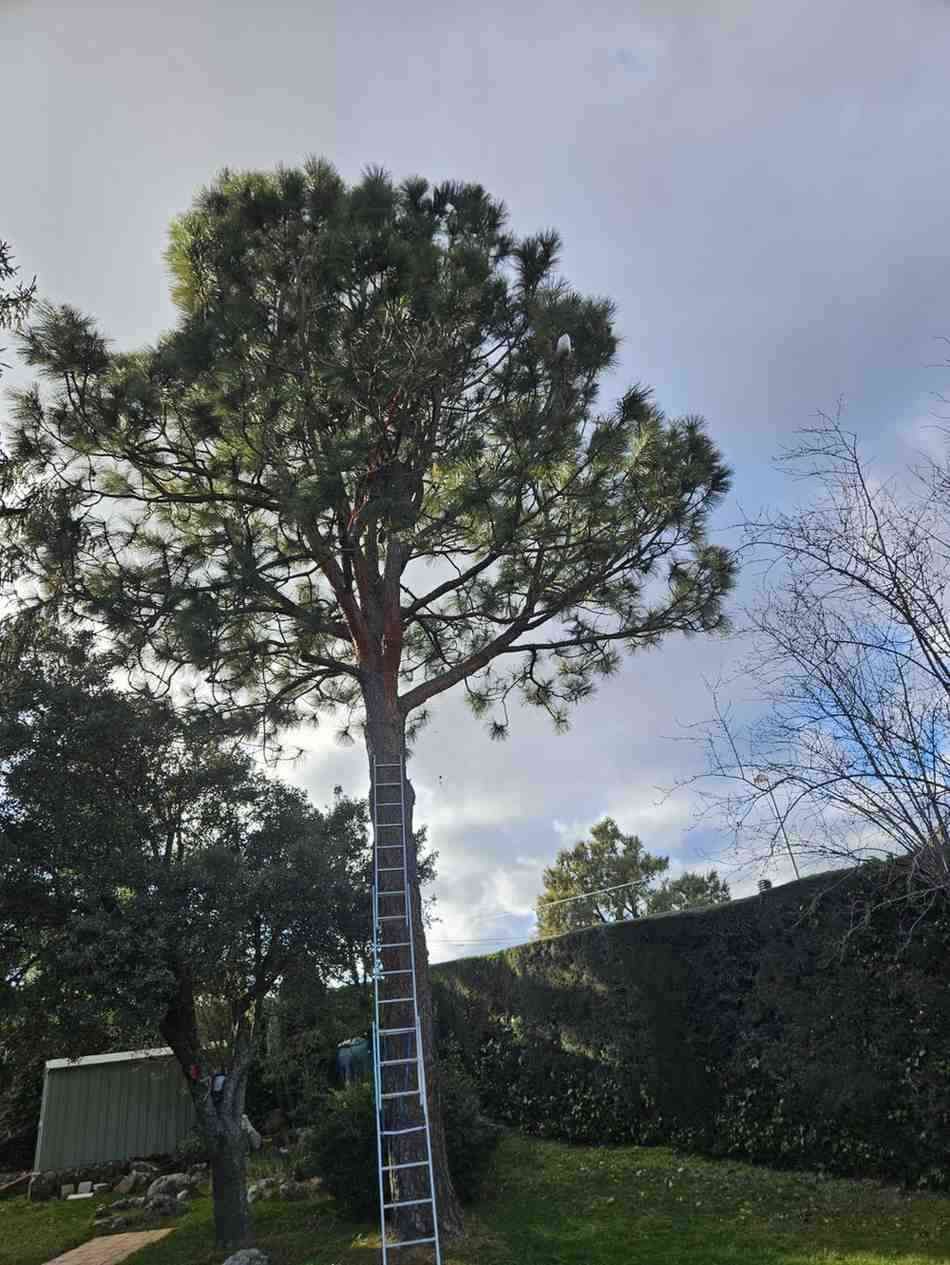 Un pino alto en un jardín con césped, con una escalera extensible larga apoyada contra su tronco.