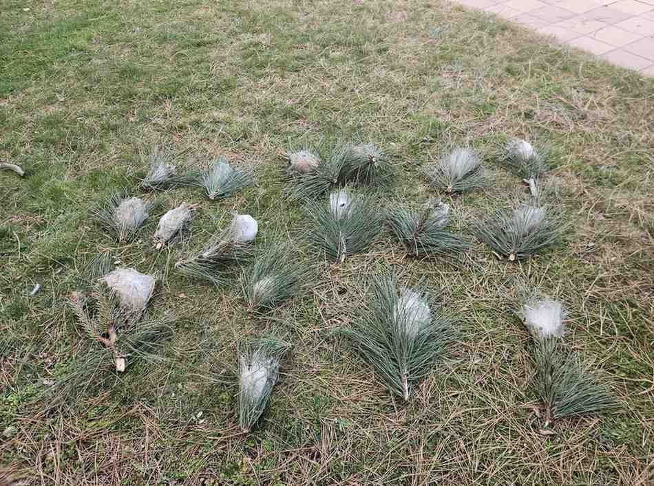 Varias ramas de pino con nidos de orugas blancas, parecidas a telarañas, se encuentran esparcidas por un césped verde.
