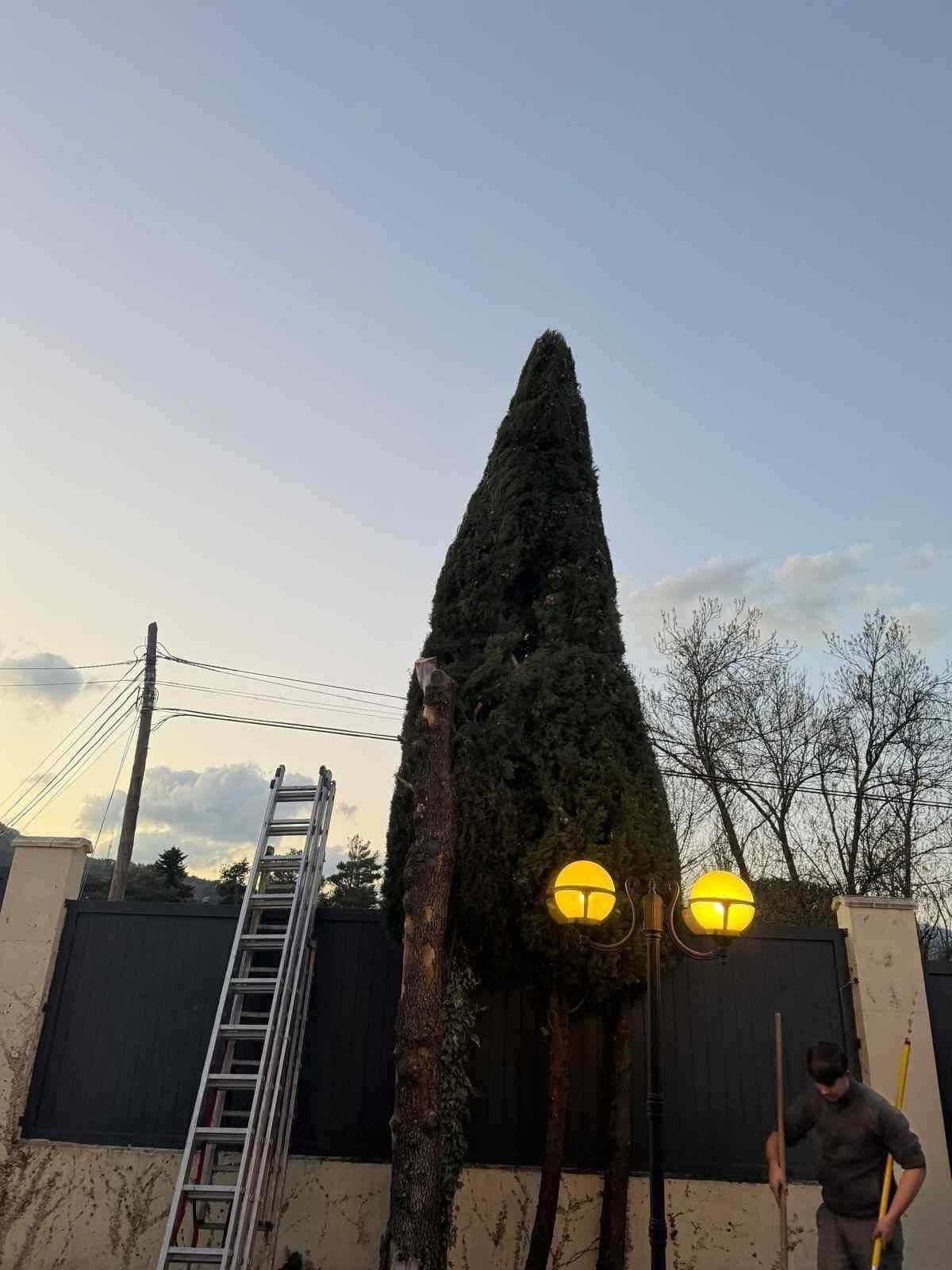 Un alto árbol de hoja perenne se alza junto a una escalera y una farola con dos luces encendidas.