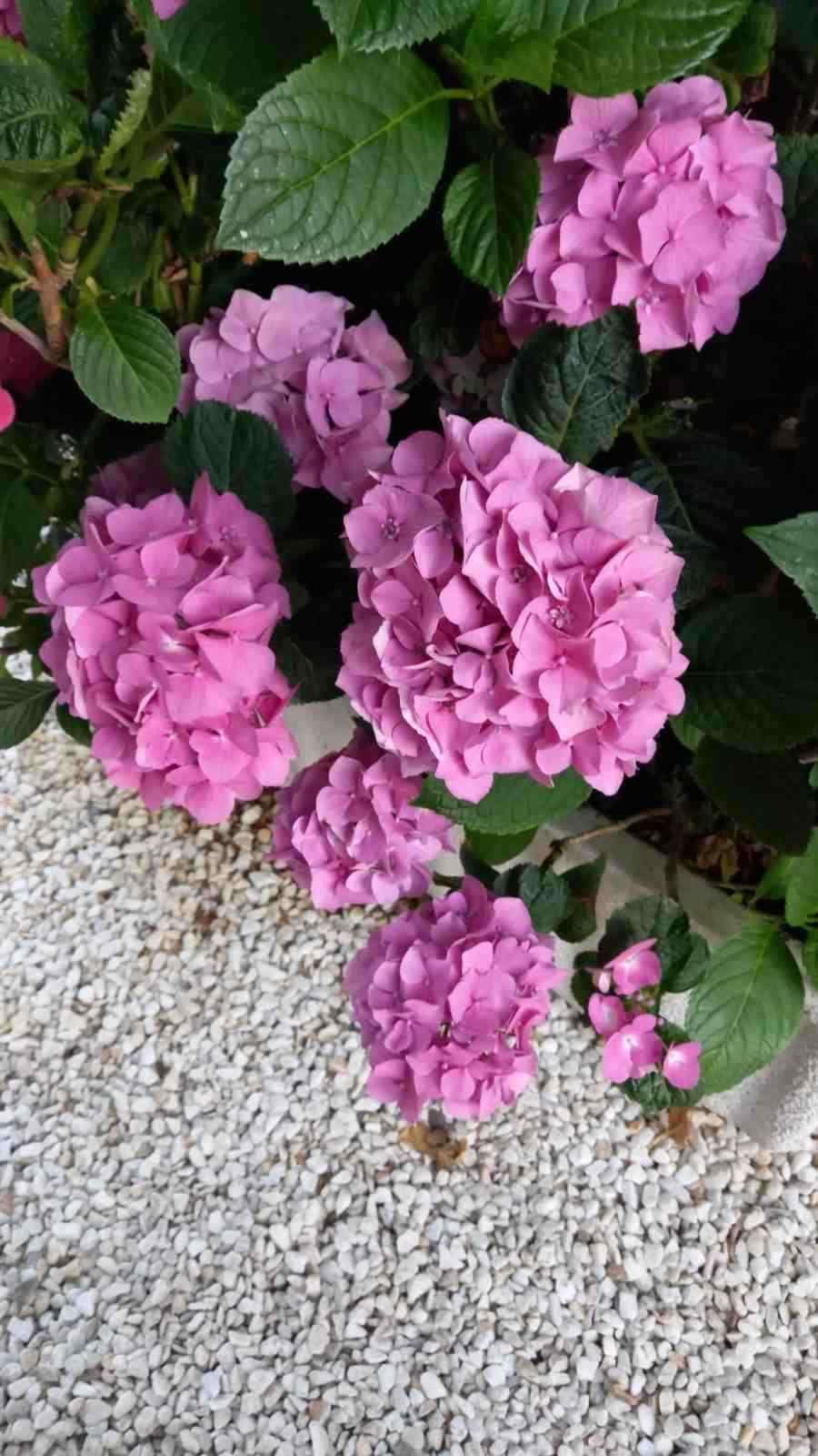 Un grupo de hortensias de color rosa intenso, con hojas verdes, crece junto a un trozo de grava blanca para jardinería.