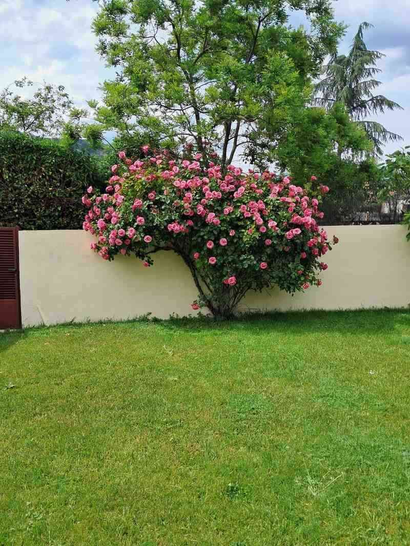 Un arbusto de vibrantes flores rosas crece junto a una pared de color claro en un jardín de césped verde.