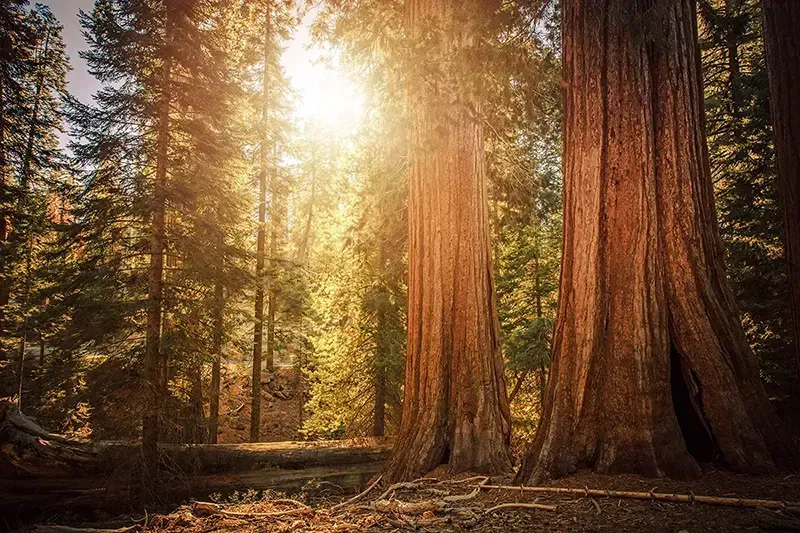 Sonne dringt durch einen dichten Wald