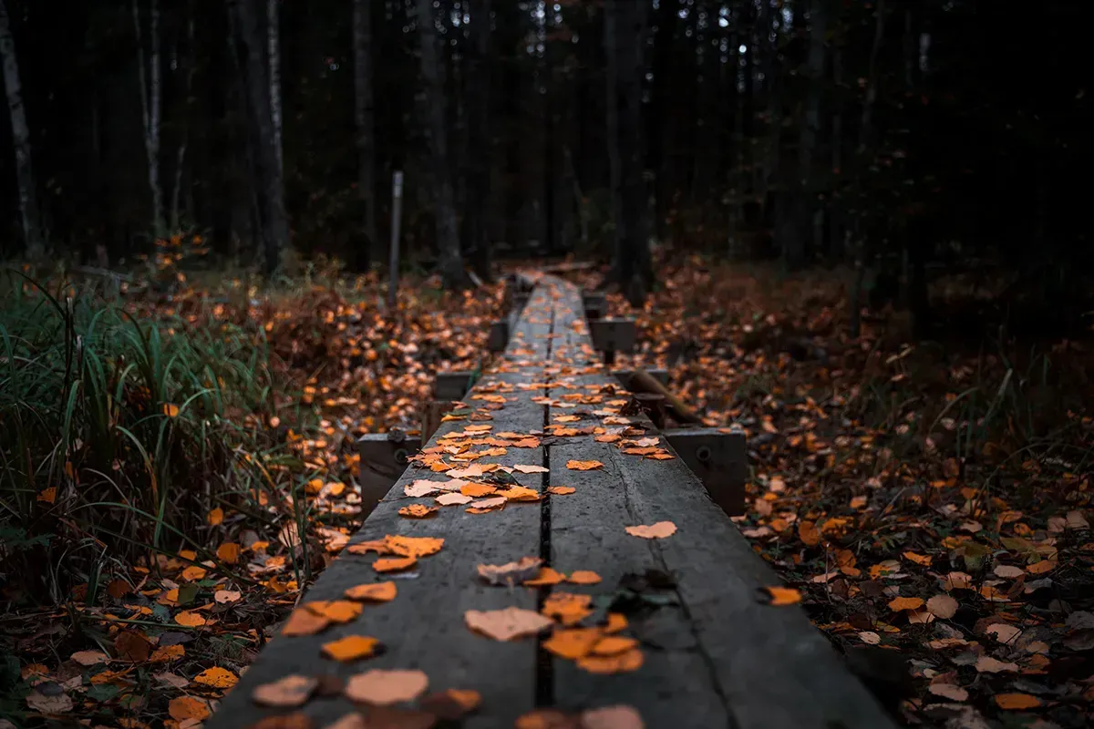 Ein Waldweg im Herbst