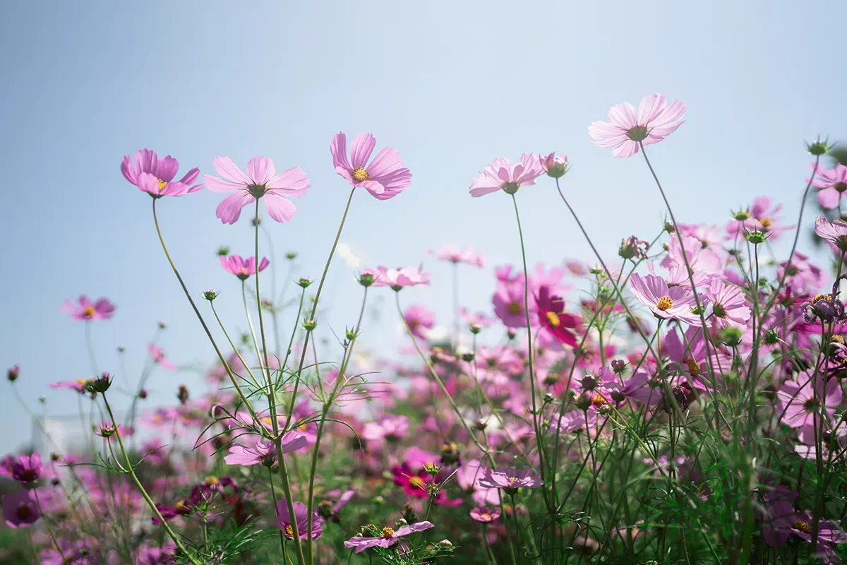 Eine Blumenwiese mit pinken Blumen