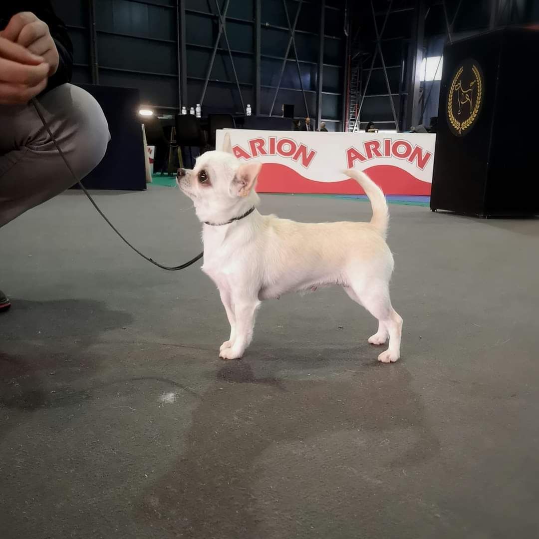 Un pequeño chihuahua blanco se encuentra en un piso gris, sostenido con una correa por una persona parcialmente visible, cerca de un cartel que dice 