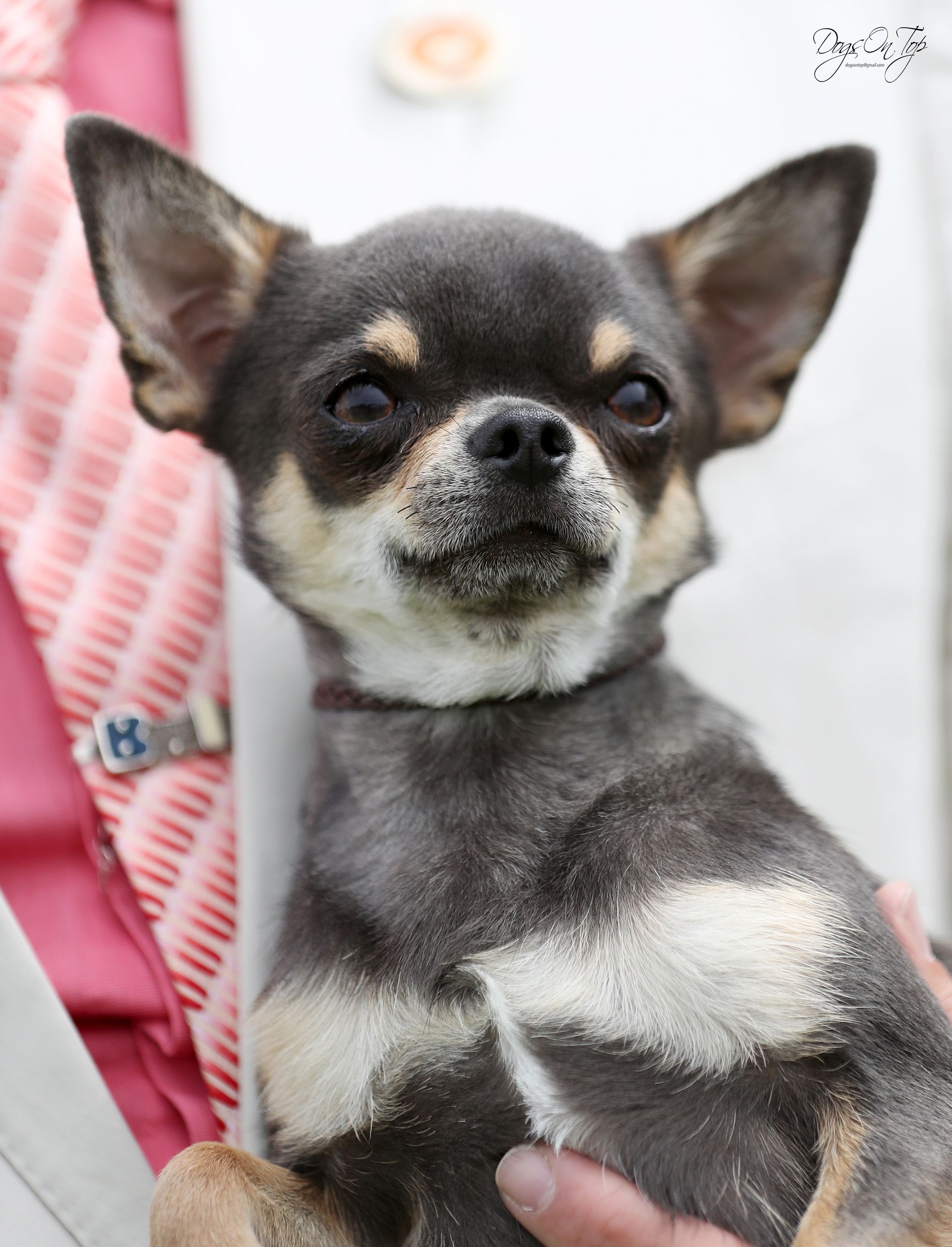 Perro chihuahua de color negro y fuego en brazos, mirando hacia arriba y con expresión neutra.