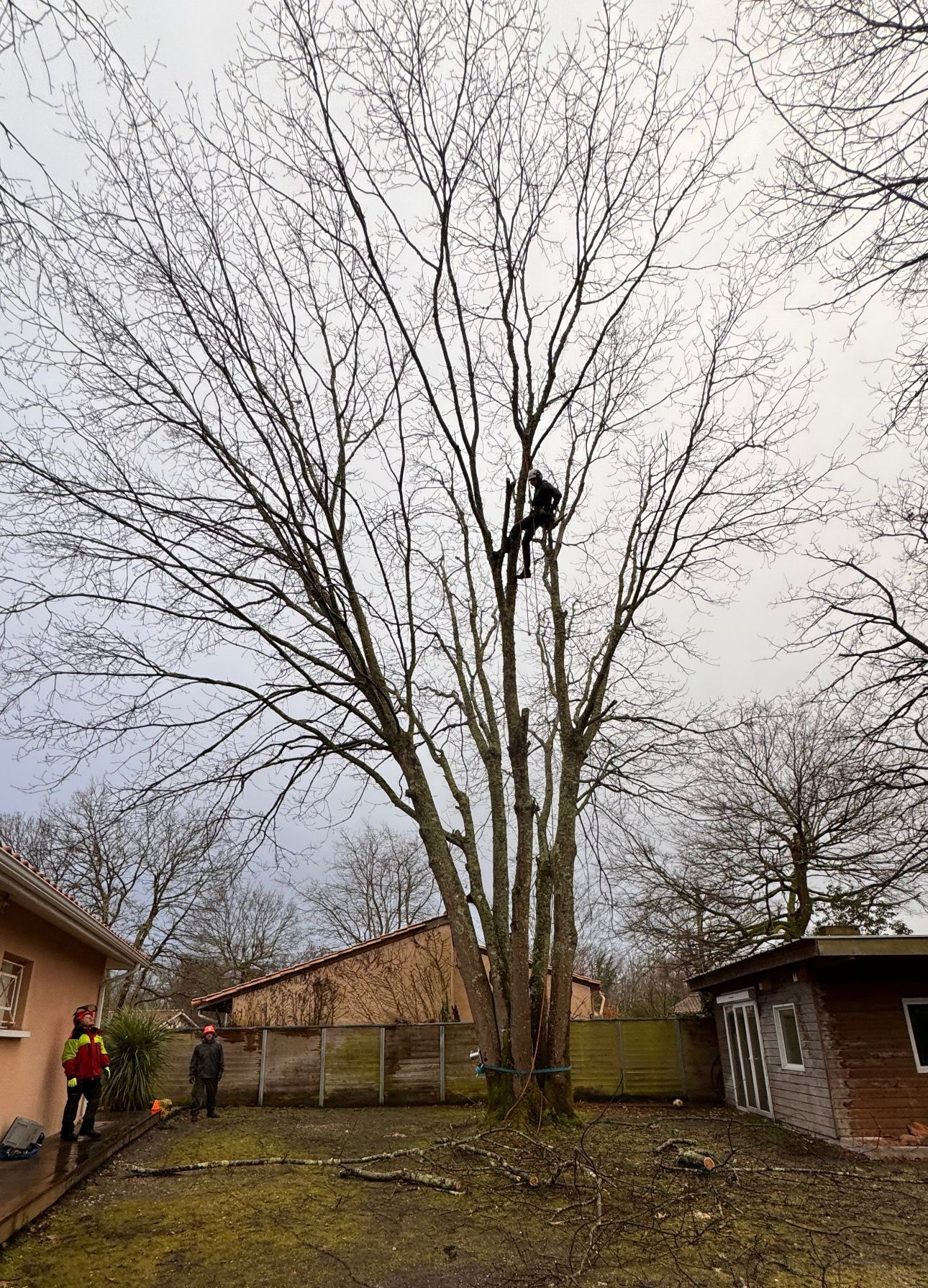Une personne dans les branches d'un arbre.