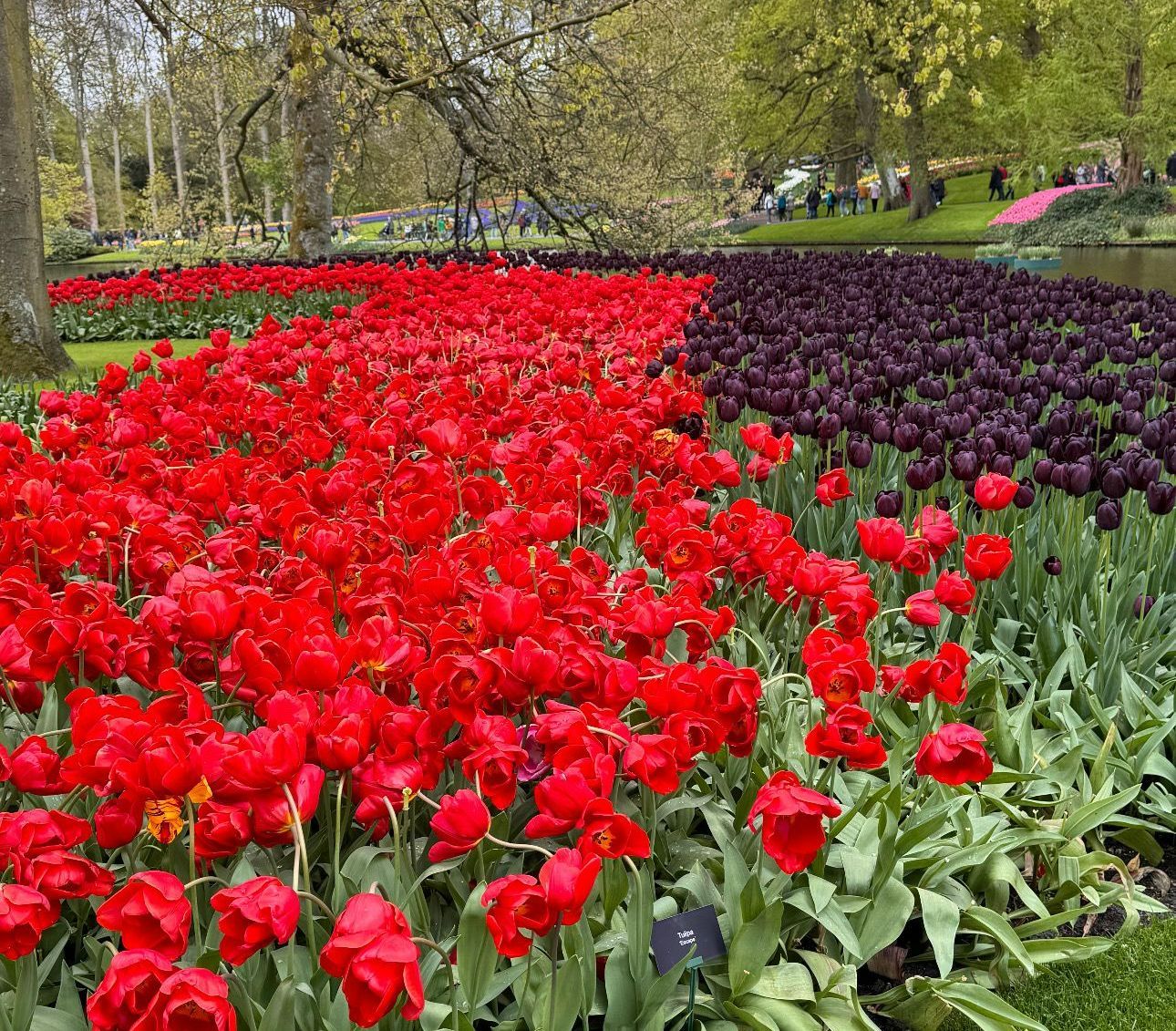 Grandes lignées de fleurs rouges et noires.