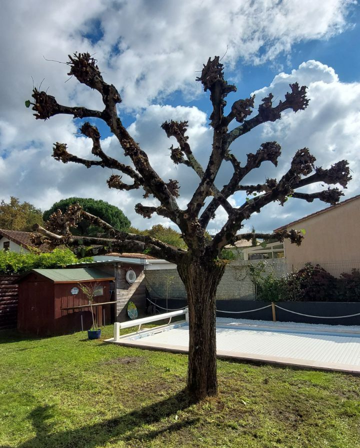 Un arbre sans feuilles.