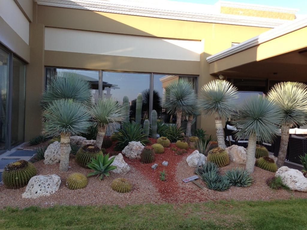 Jardin avec des cactus