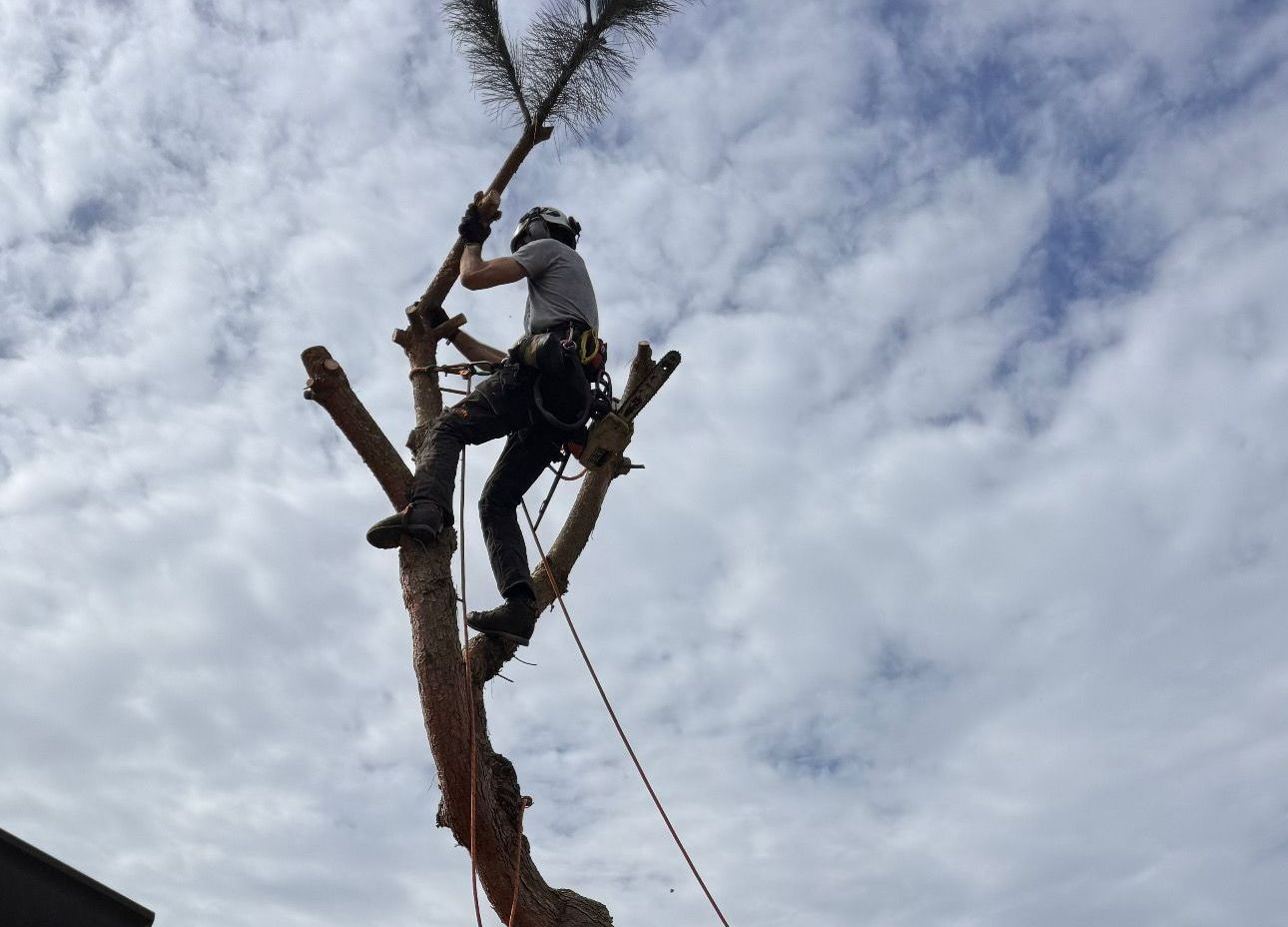 Une personne dans un arbre avec des cordages.