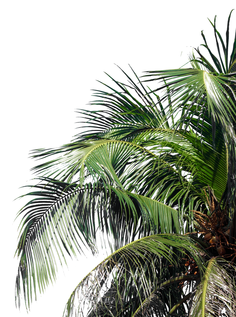 Feuilles de palmier détourées