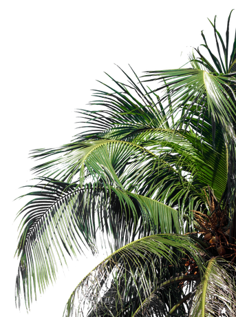 Feuilles de palmier détourées