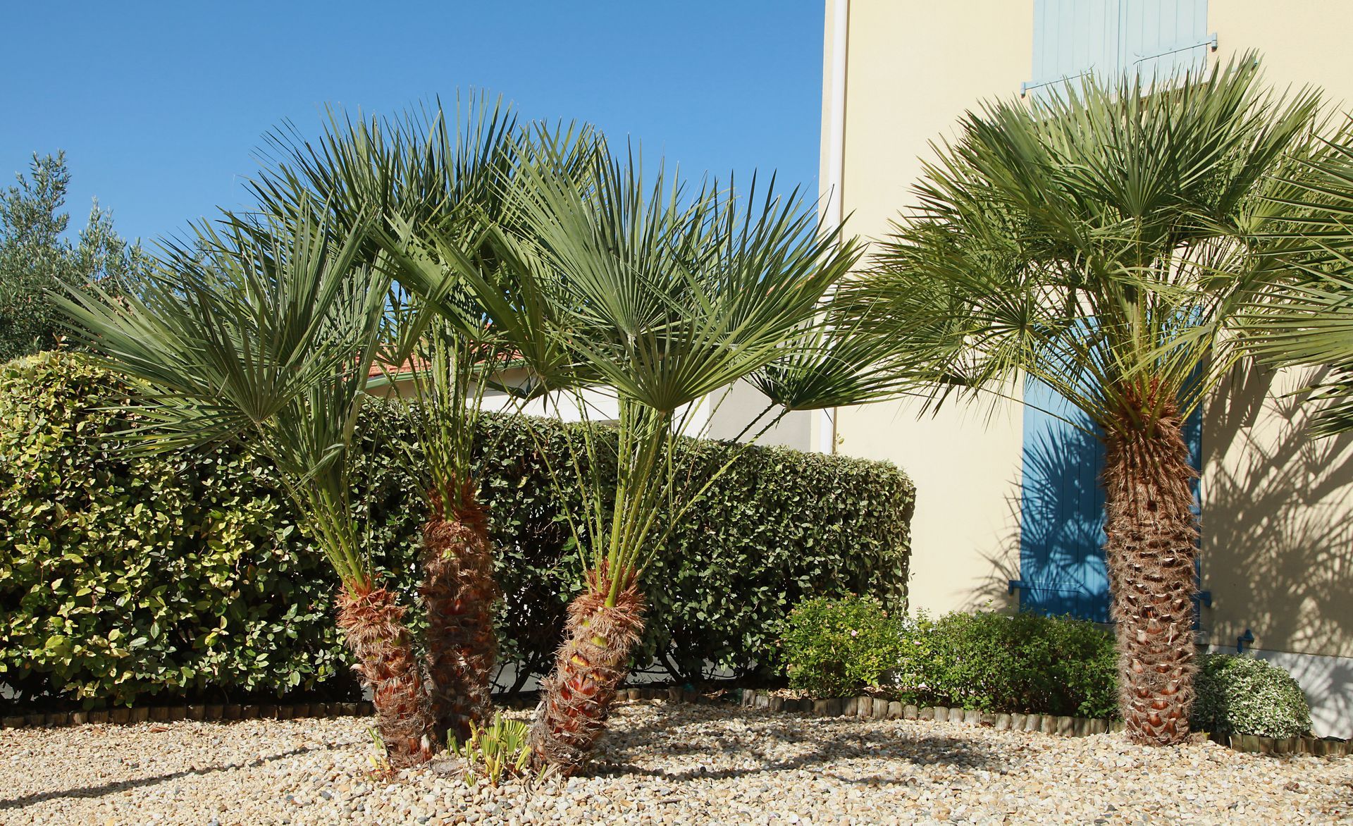 Trois palmiers dans un massif de jardin